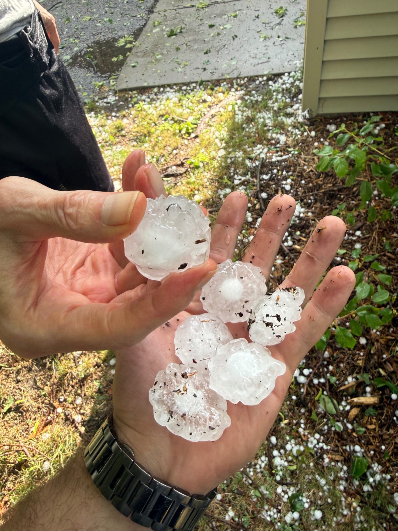 Large hailstones held in a homeowner's hand after a storm in Chisago City, MN with hail covering the lawn