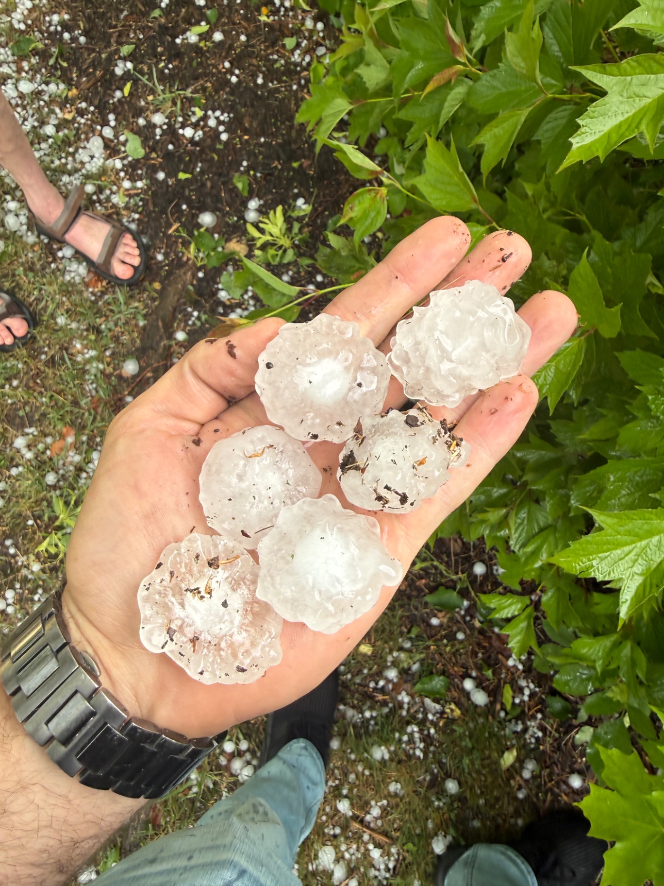 Handful of large hailstones from the June 19, 2026 storm in Roseville, MN